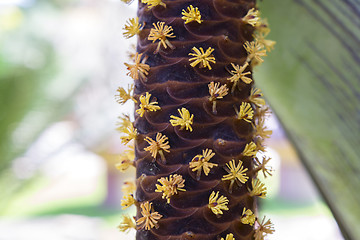 Image showing Male Flowers of Sea Coconut.