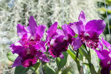 Image showing Orchids.