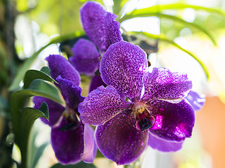 Image showing Spotted Orchid Flowers.