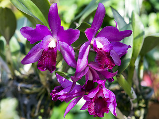 Image showing Orchid Flowers.