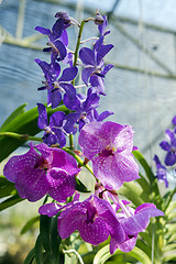 Image showing Orchid Flowers in the Garden.