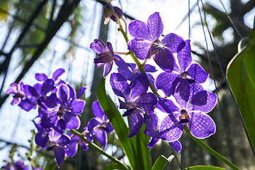 Image showing Purple Green.