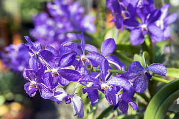 Image showing Orchid Flowers and Ant.