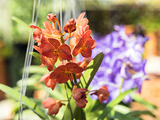 Image showing Orange Orchid Flowers.