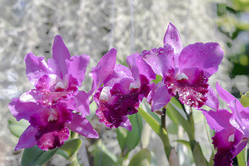 Image showing Light Orchid Flowers.