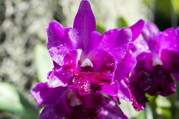 Image showing Orchid Flower.