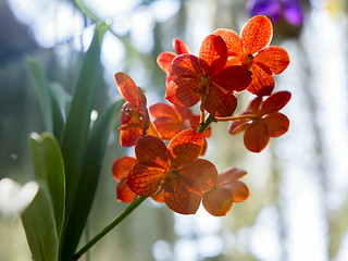 Image showing Orchids-Insects.