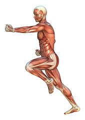 Image showing Muscle Maps