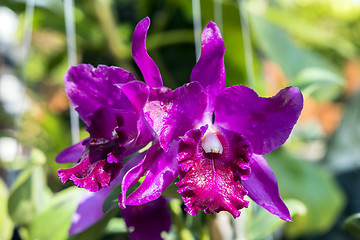 Image showing Purple Orchid Flowers.