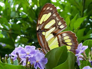 Image showing Yellow Butterfly On A Purple Flower