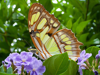 Image showing Yellow Butterfly On A Purple Flower