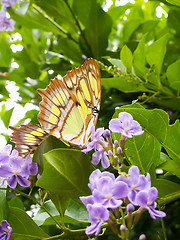 Image showing Yellow Butterfly From Underneath