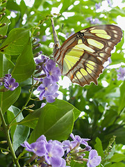 Image showing Yellow Butterfly And A Purple Flower