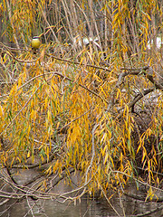 Image showing Yellow Bird On A Branch