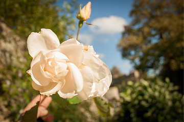 Image showing White Rose Macro