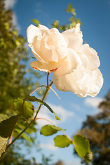 Image showing White Rose Macro Vertical