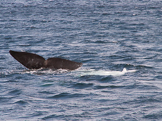 Image showing Whale Tail Fin