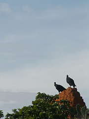 Image showing Vultures On Mud