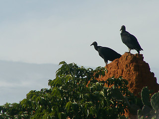 Image showing Vultures On Mud