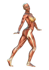 Image showing Muscle Maps