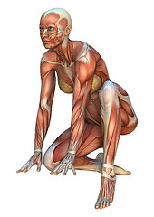 Image showing Muscle Maps