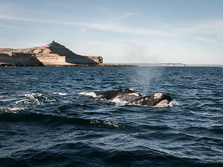 Image showing Two Right Whales Puerto Madryn