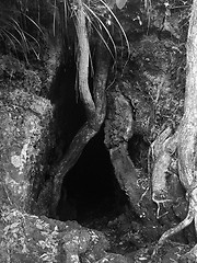 Image showing Trees And Cave