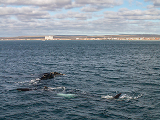 Image showing Three Right Whales