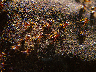 Image showing Termite Trail Macro