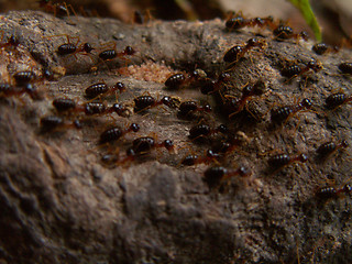 Image showing Termite Trail Macro