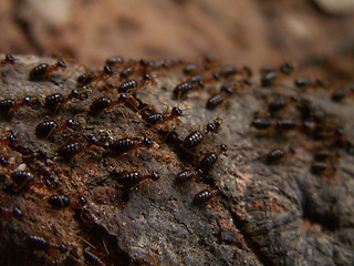 Image showing Termite Trail Macro