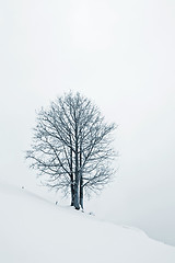 Image showing Tree in Snow