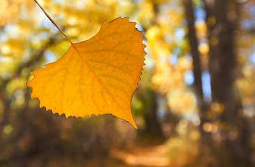 Image showing Autumn leaf