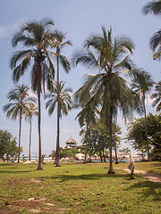 Image showing Tayrona Hut Through Palm Trees