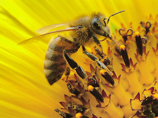 Image showing Bee