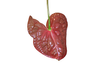 Image showing Red leaf