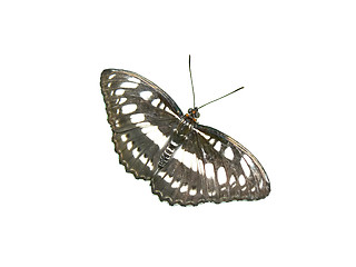 Image showing An isolated photo of a black butterfly