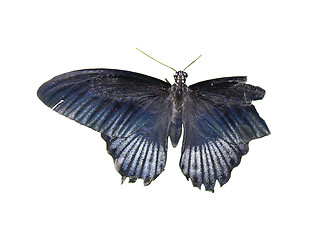 Image showing An isolated photo of a black butterfly