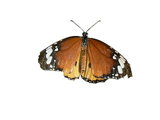 Image showing Colorful isolated butterfly