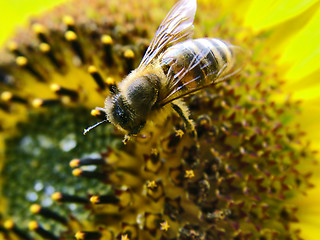 Image showing Bee