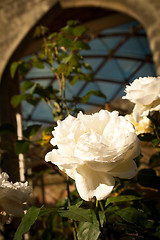 Image showing White Rose In Front Of Arch