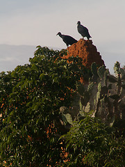 Image showing Vultures On Mud