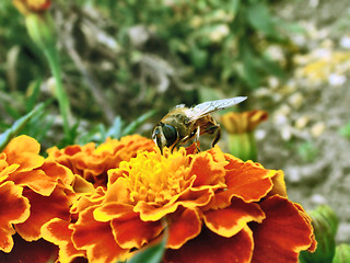 Image showing Wasp