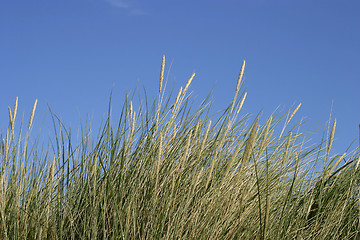 Image showing Dune grass