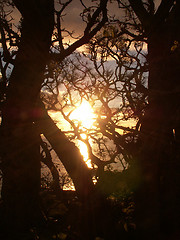 Image showing Sunset Through Trees