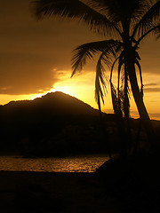 Image showing Sunset Palm Tree