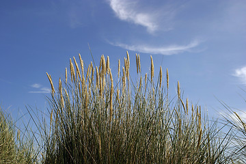 Image showing Dune Grass