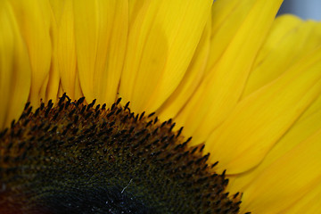 Image showing Sunflower Macro