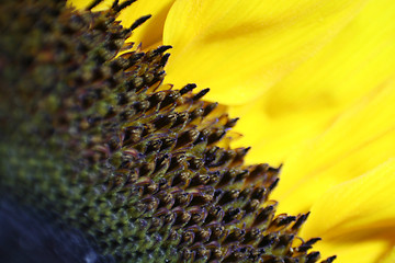 Image showing Sunflower Macro