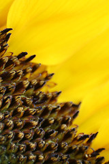 Image showing Sunflower Macro